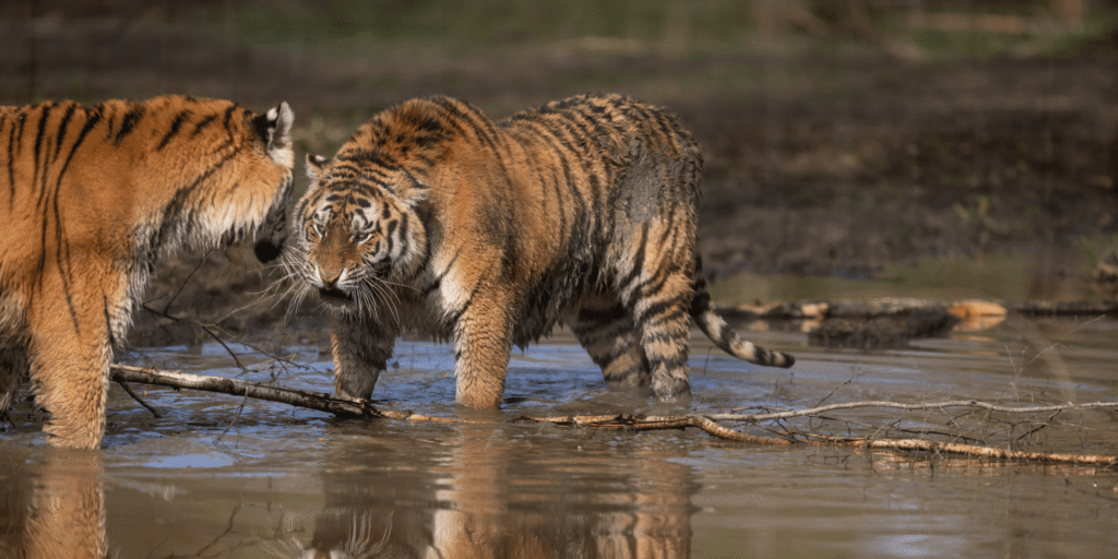 Ranthambore